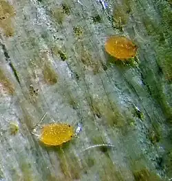 hatchlings
