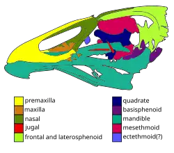 Interpretive drawing of the Asteriornis fossil