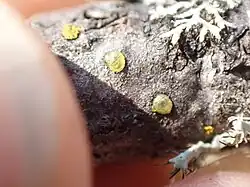 Asterodiaspis variolosa