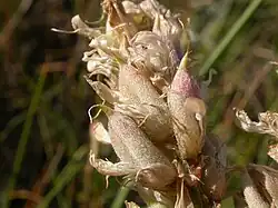 Pods
