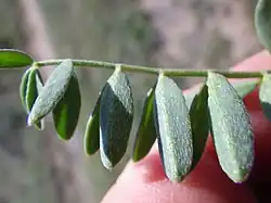 Undersides of leaflets