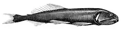 Astronesthes cyaneus