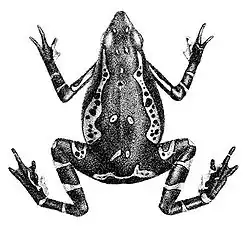 Illustration by Robert Mintern.