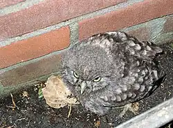 Juvenile
