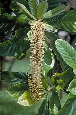 Inflorescence