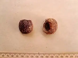 The endocarp, after being gnawed by native rats to access the seed