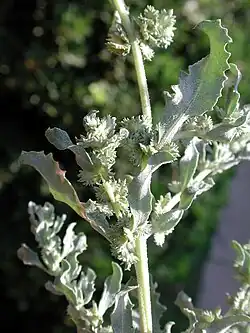 Atriplex elegans