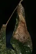Cocoon
