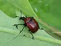 Attelabus nitens