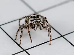 Offset frontal view of a jumping spider