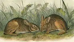 An illustration of two brown rabbits in grass