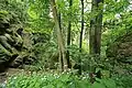 Deciduous woods