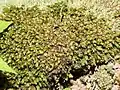 Aulacomnium heterostichum in Illinois, USA.