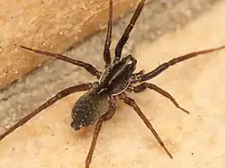 female