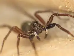 female