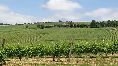 A hillside covered in vines that encompass an estate