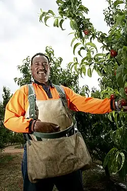 A smiling Pacific Islander man harvesting fruit from a tree.