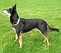Australian Kelpie Genotype at black and tan