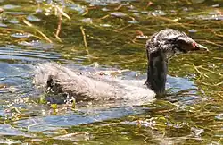 Juvenile