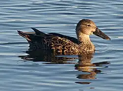 Female adult at Lake Monger