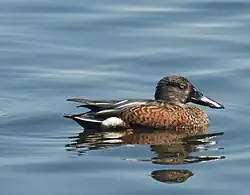 Male adult at Lake Monger