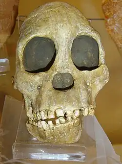 Image 14Fossil of the Taung child discovered in South Africa in 1924 (from History of paleontology)