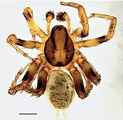 A. africana