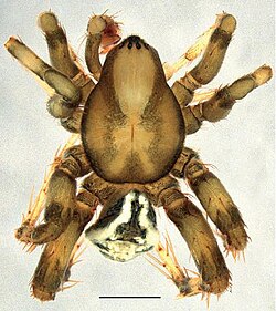 A. normanlarseni