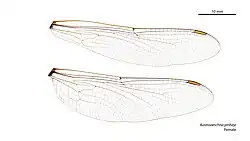 Female wings