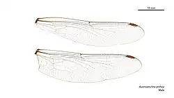Male wings