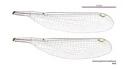 Male wings
