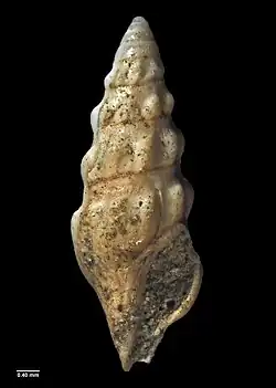 Austroclavus awakinoensis