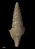 Reverse view of holotype