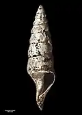 Type specimen (holotype of A. teres)