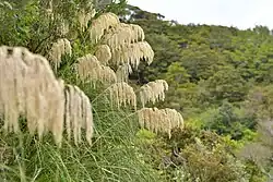 Austroderia fulvida