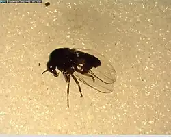 A small black fly laid out on its side in a wet medium