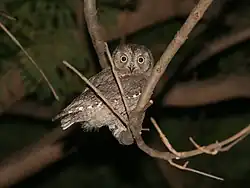 Scops owl, Seville