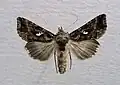 Autographa mandarina