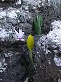 The autumn-flowering variety (C.&nbsp;persicum var. autumnale) with Sternbergia clusiana in the Golan Heights