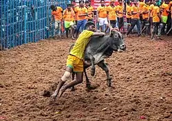 Jallikattu being held at Avaniapuram, Madurai.