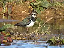 Northern lapwing, Lagunas Manchegas