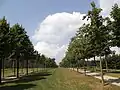 Old Avenue Steinfurter Bagno leading to the local castle in the background, used as twofold bicycle path