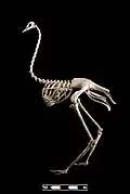 Ostrich skeleton