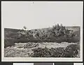 17 July 1916