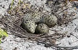 Nest with eggs