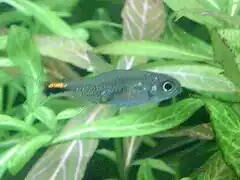 Colour photograph of Firefly tetra (Axelrodia species)