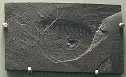 Fossil of Aysheaia pedunculata.