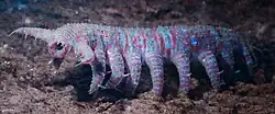Tardigrades may be descended from a lobopod that resembled Aysheaia.[56][57]