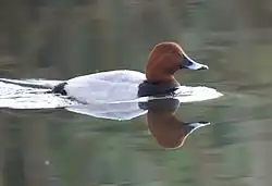 Common pochard, Alicante