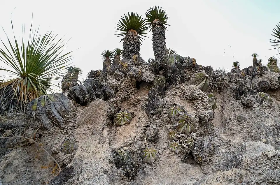 Plants growing in La Colorada, Nuevo Leon, Mexico